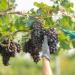 Viticultura está presente em 29 municípios capixabas