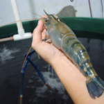 Aquicultura capixaba aposta no cultivo de camarão gigante em água doce