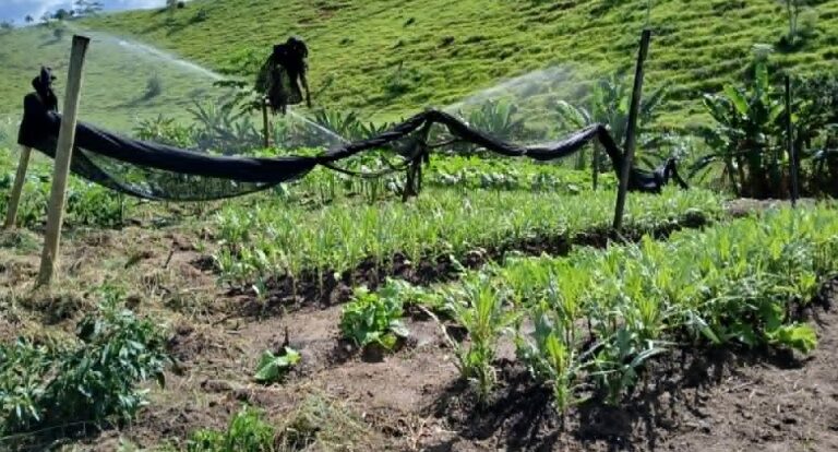 Prefeitura amplia segurança alimentar com distribuição de hortaliças do Hortão Municipal