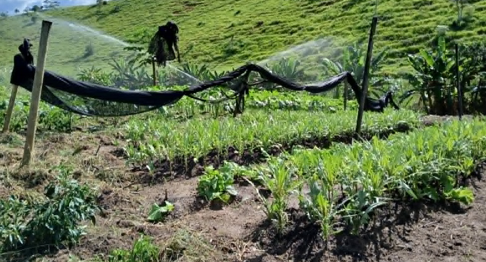 Prefeitura amplia segurança alimentar com distribuição de hortaliças do Hortão Municipal