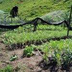 Prefeitura ultrapassa 95 toneladas de alimentos distribuídos pelo Hortão Municipal desde 2021